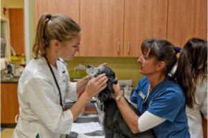 Veterinary Assistants